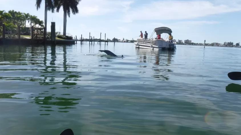 Kayaking with Dolphins