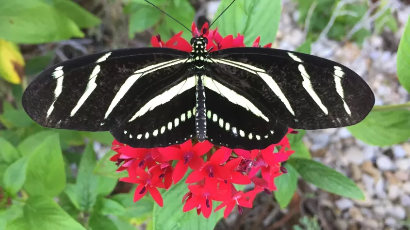 Zebra Longwing