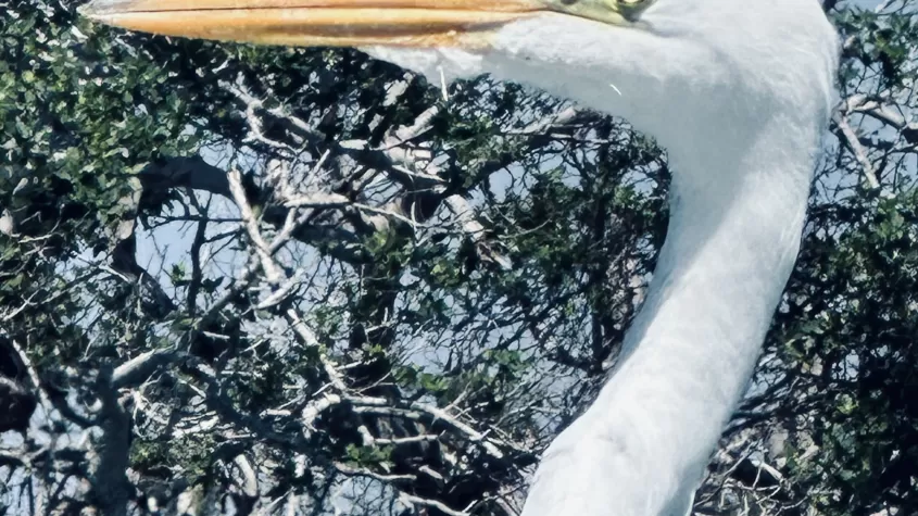 Great white egret