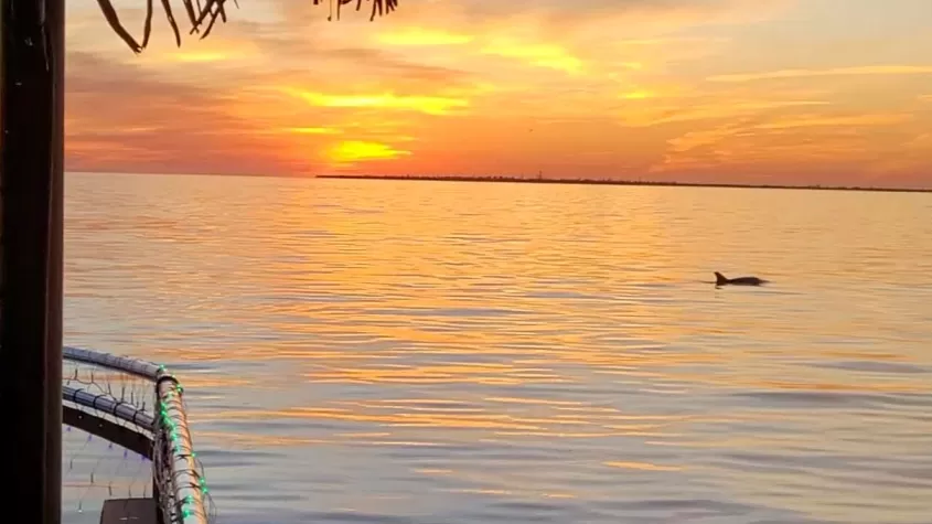 Nautical Tiki Cruises | Sunset and Dolphins