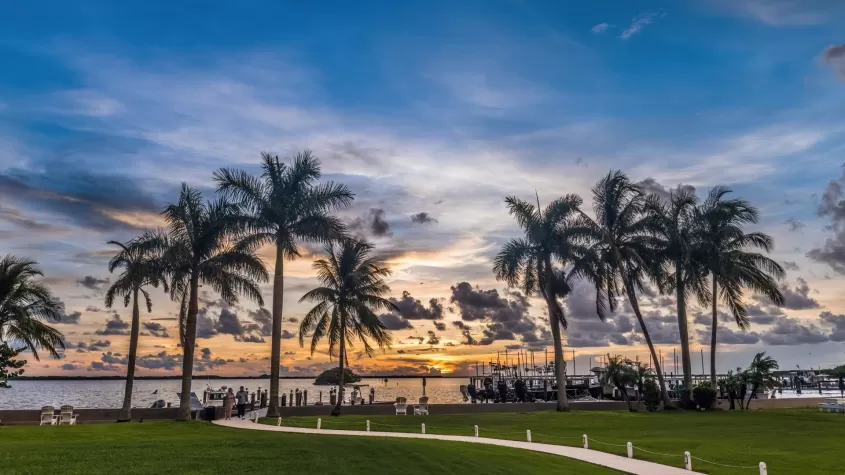 palm trees and sunset