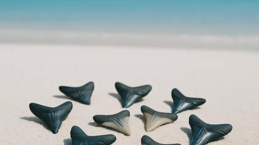 shark teeth digging