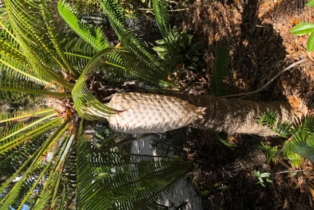 View into the earliest landscapes through cycads and all the factors of its growth in our Garden Talk. 
