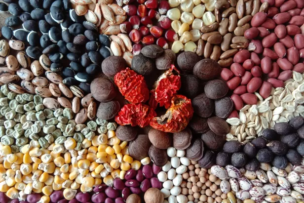 Seed Banking
