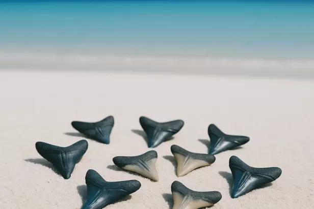 shark teeth digging
