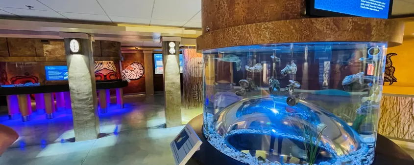 Inside the shell musueum