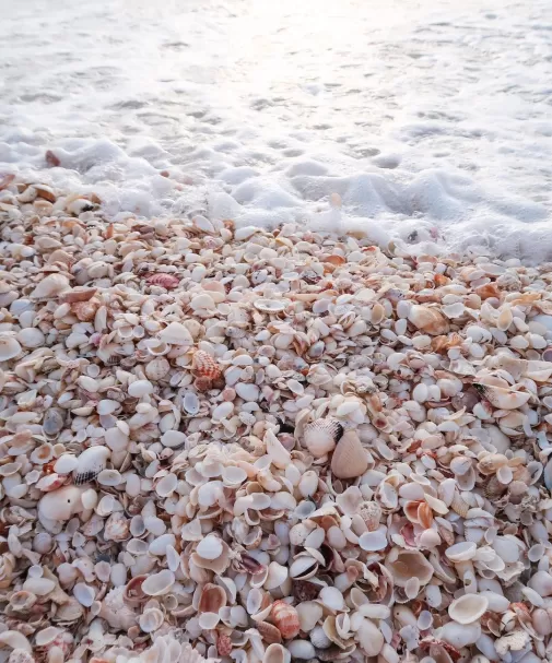 SeashellsBeachWaves_Sanibel_kaymarie_adams_2021_04.jpg