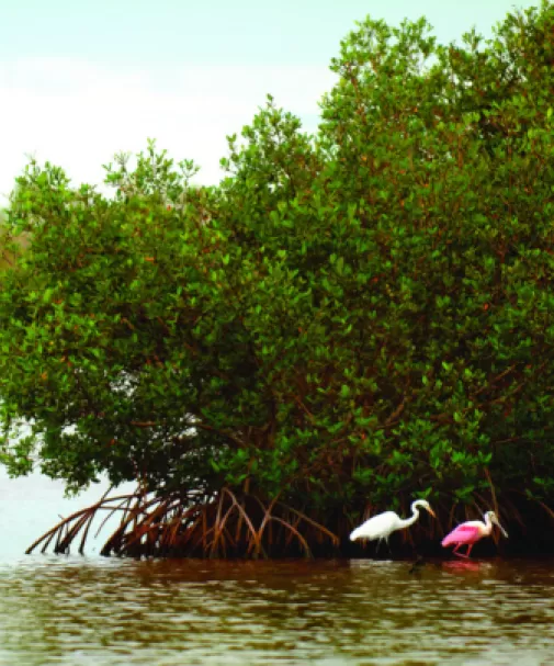 Mangroves