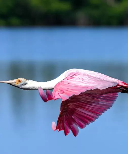 A roseate spoonbill wades in shallow water on Sanibel Island.