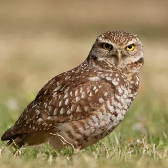 A burrowing owl stands in the grass in Cape Coral.